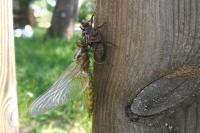 Libellula depressa