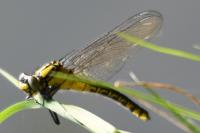 Gomphus vulgatissimus