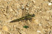 Orthetrum cancellatum