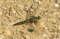 Orthetrum cancellatum