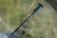 Enallagma cyathigerum