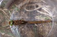Aeshna isoceles