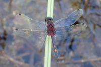Leucorrhinia dubia