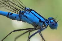 Enallagma cyathigerum