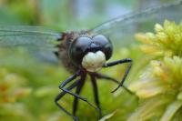Leucorrhinia dubia