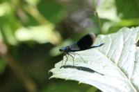 Calopteryx splendens splendens