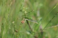 Platycnemis pennipes
