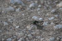 Orthetrum cancellatum