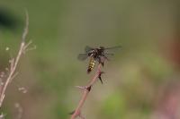 Libellula depressa