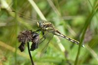Orthetrum albistylum