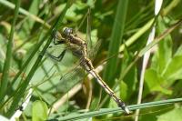 Orthetrum albistylum