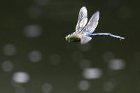 Anax imperator