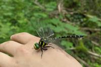 Cordulegaster bidentata