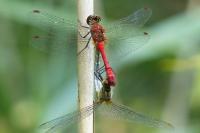 Sympetrum sanguineum