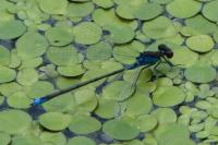 Erythromma viridulum