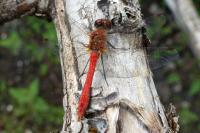 Sympetrum sanguineum