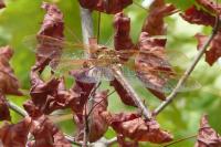 Aeshna grandis