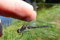 Sympetrum danae