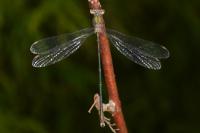 Chalcolestes viridis
