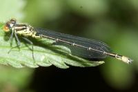 Erythromma viridulum