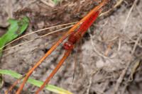 Crocothemis erythraea