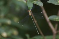 Chalcolestes viridis