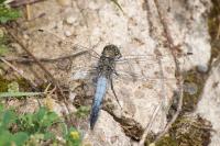 Orthetrum cancellatum