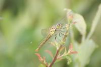 Sympetrum sanguineum
