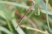 Sympecma fusca