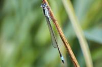 Ischnura elegans