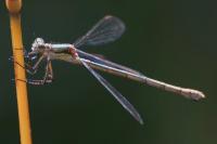 Lestes sponsa