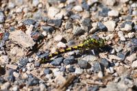 Onychogomphus forcipatus forcipatus