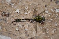 Onychogomphus forcipatus forcipatus