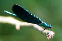 Calopteryx virgo virgo