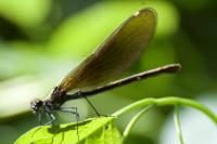 Calopteryx virgo virgo