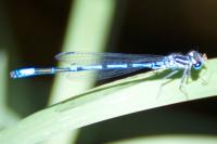 Coenagrion puella