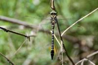 Cordulegaster boltonii