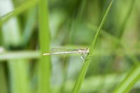 Platycnemis pennipes