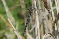 Aeshna mixta