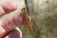 Sympetrum vulgatum