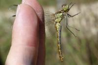 Sympetrum vulgatum