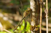 Cordulia aenea