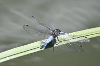 Orthetrum cancellatum