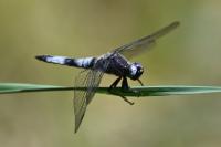 Libellula fulva