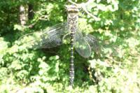 Cordulegaster boltonii
