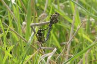Onychogomphus forcipatus forcipatus