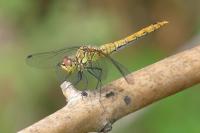 Sympetrum sanguineum