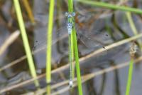 Lestes sponsa