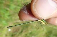 Lestes virens vestalis