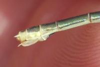 Lestes virens vestalis